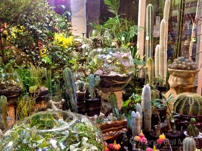 Display inside a florists shop late at night