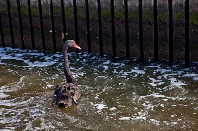 Black swan
