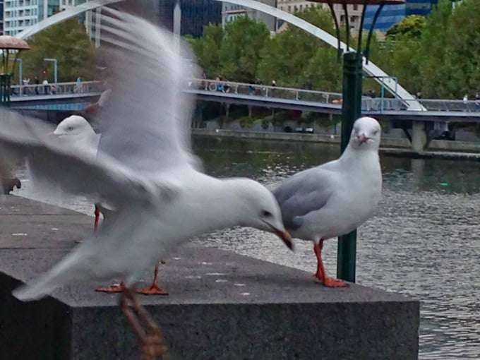 Seagull photobomb
