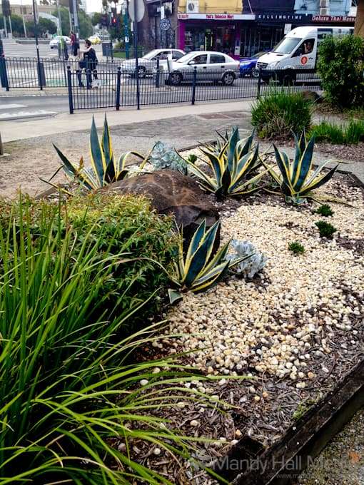 Nice little public garden on the corner of Chapel St & Dandenong Rd. I’ve driven past this many times without seeing it.