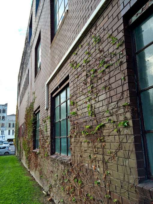 Creeper on the side of a building