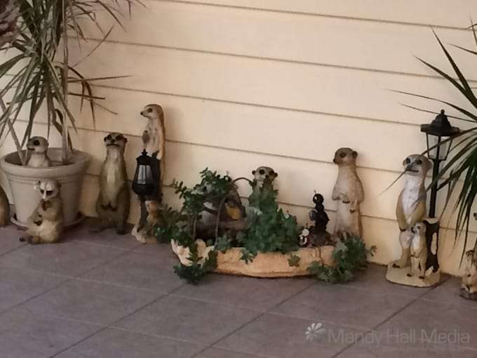 I found this Meerkat house in a back street. A gorgeous little place hidden away. It’s amazing what you can find walking around.