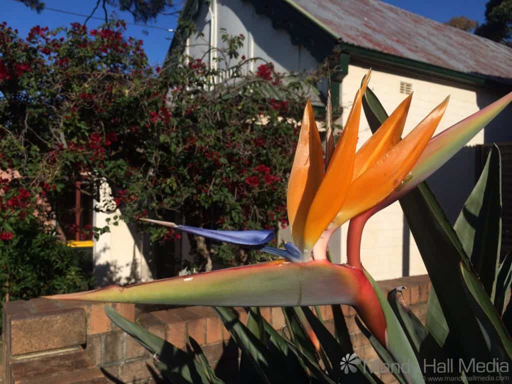I think this is a Bird of Paradise flower. Anyway, it was in a front yard and looked great.