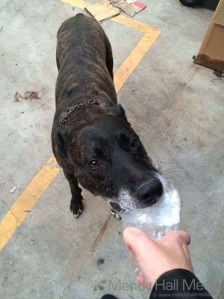 Lillye the dog with his water bottle