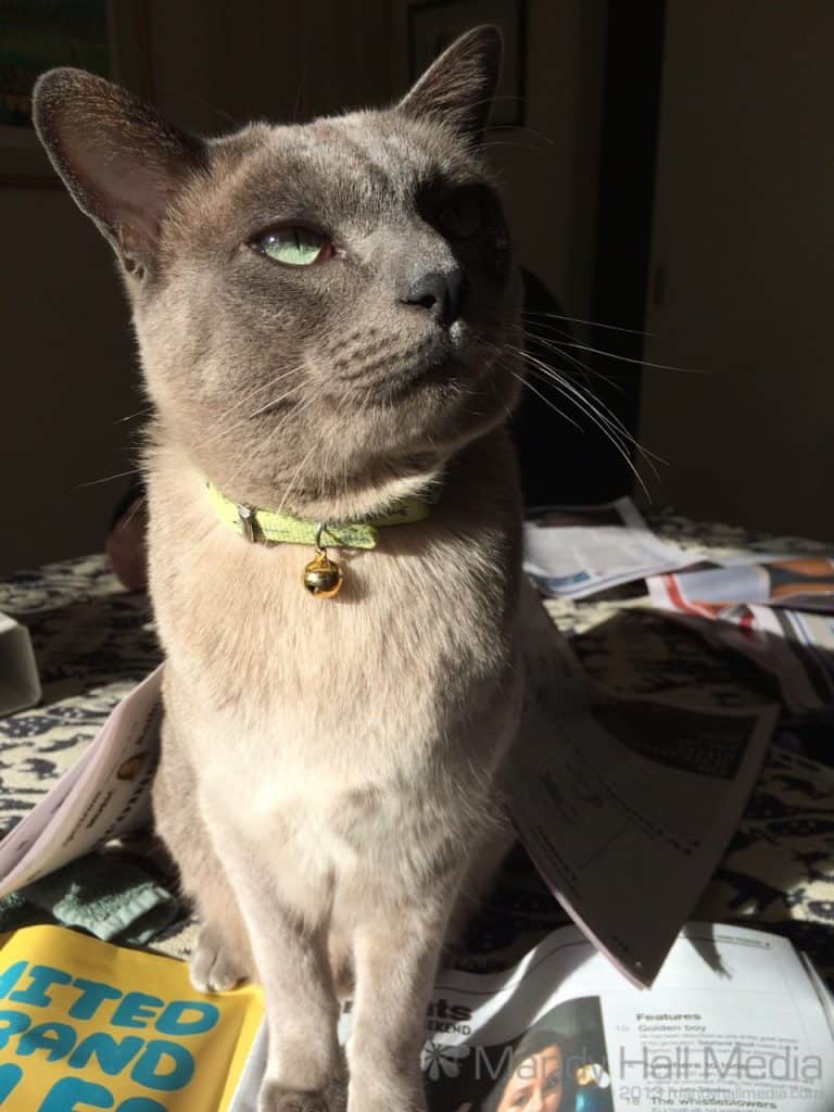 Handsome Mr Bod