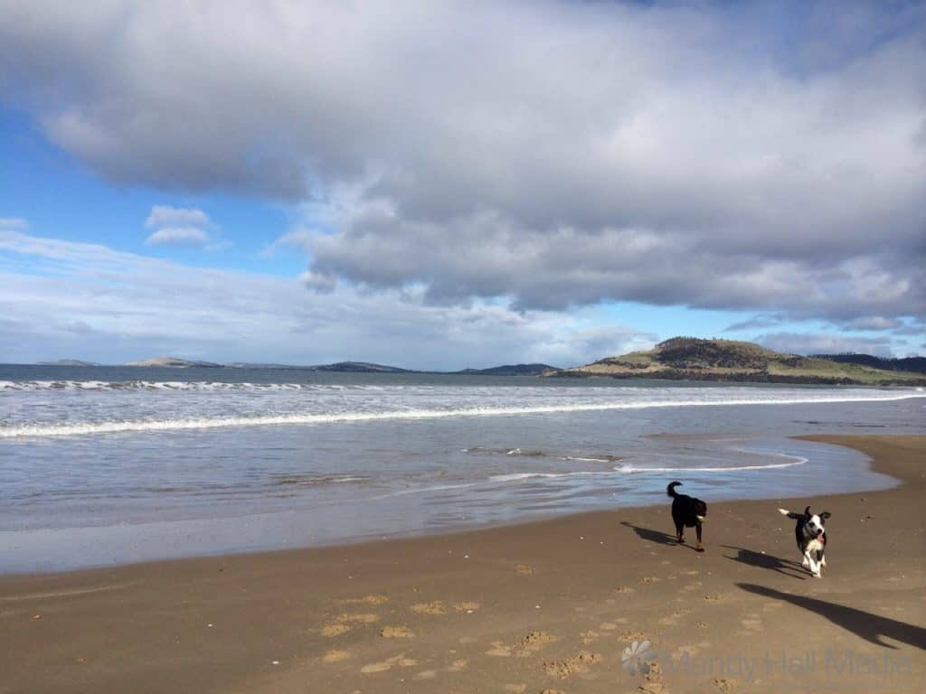 Tasmanian beach in winter. Happy dogs.