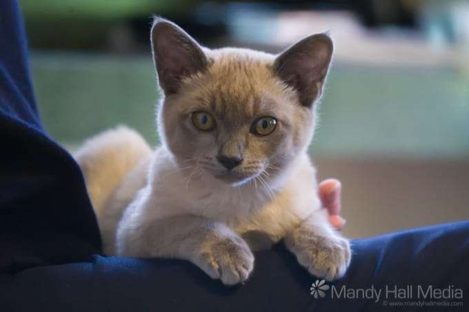 Kitten Bod. He looked so innocent, little did we know…