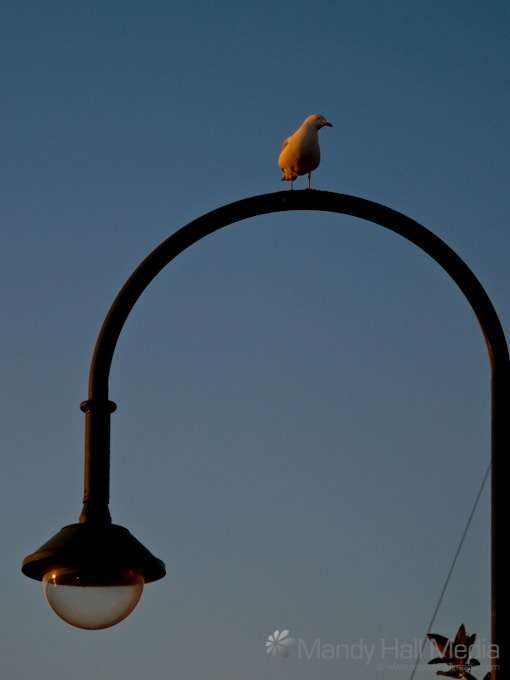 Seagull at sunset in St Kilda.