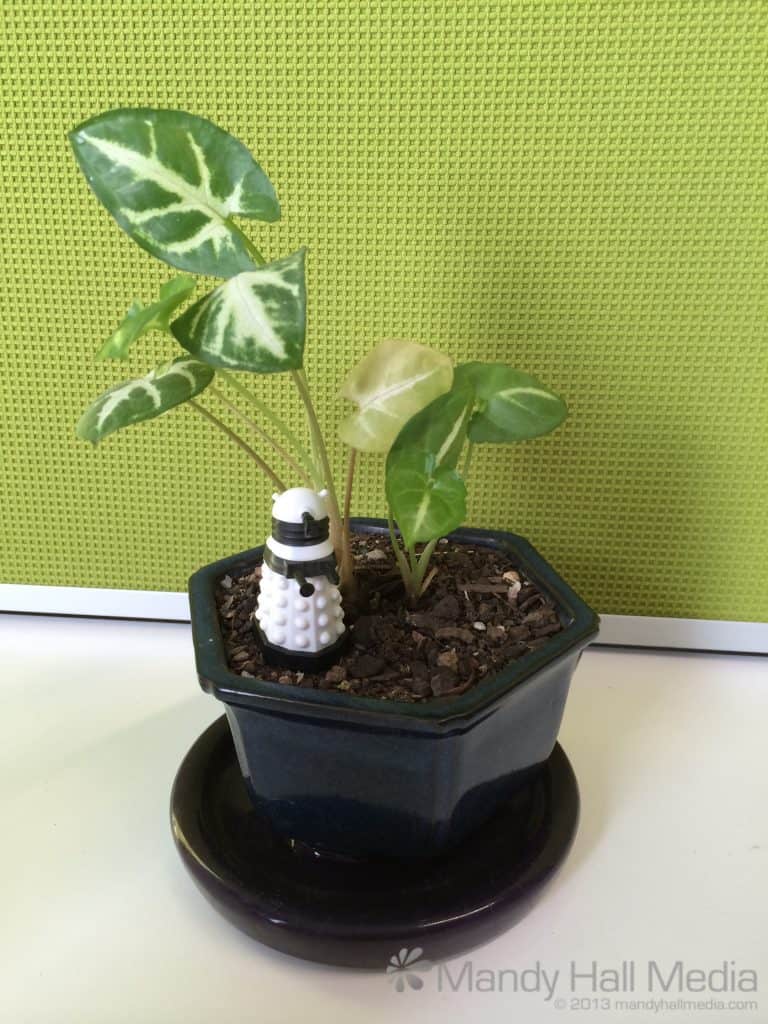 Dalek is keeping my plant safe