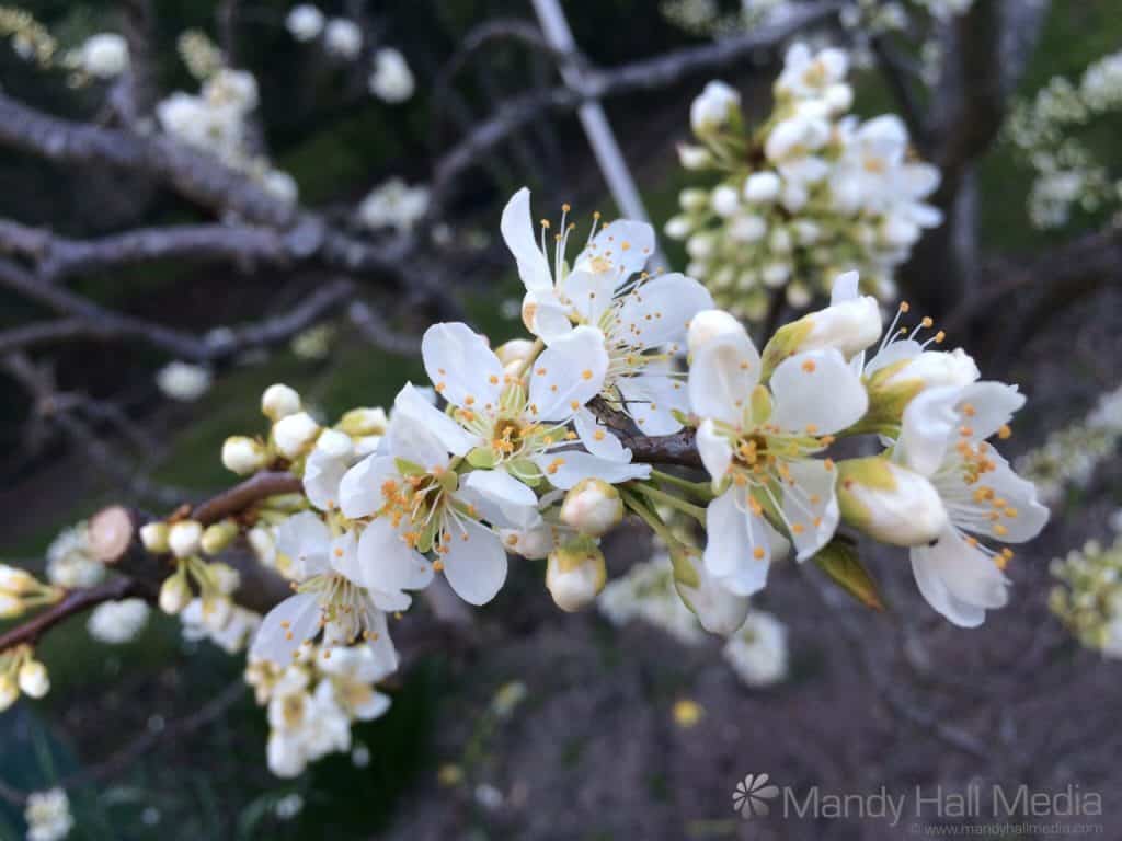 Plum blossom