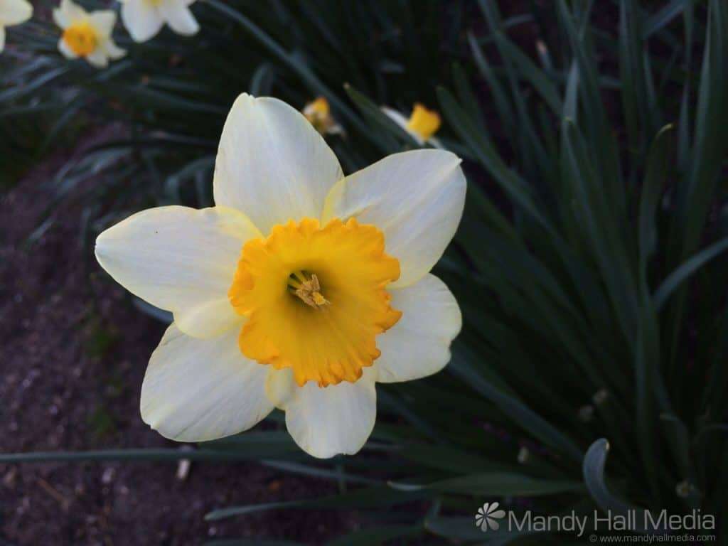 Daffodils are lovely this year