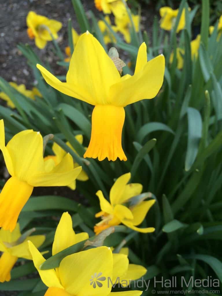 Jet Fire Daffodils