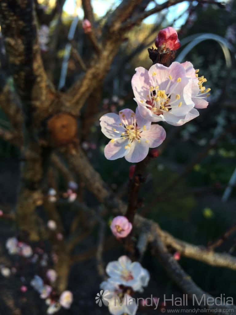 Peach blossom