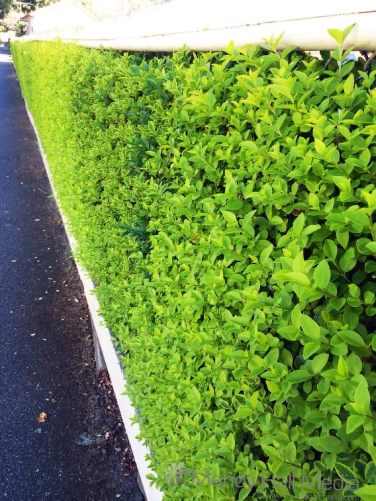 Vibrant green spring hedge