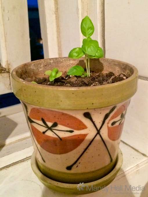 My seedlings are growing well!