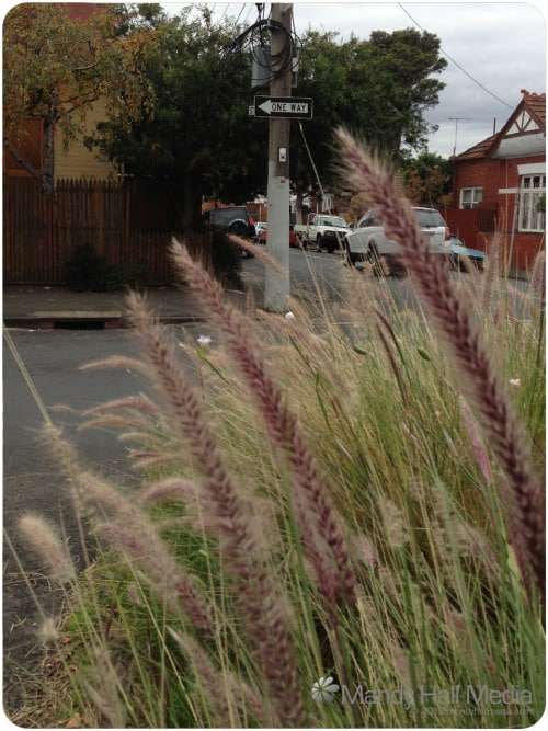 Grass