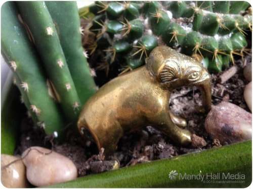 Elephant in the cactus. She looks at home.