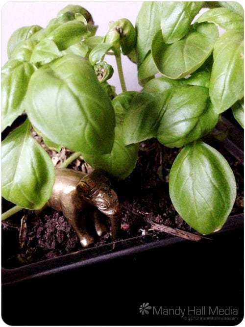 Elephant is going on an adventure in the basil