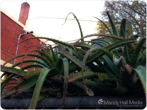 Cactus