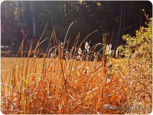 Reeds at a little lake in the country