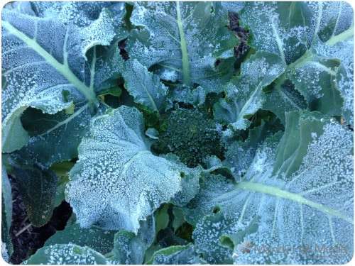Worst frost I’ve seen in ages. Poor broccoli.