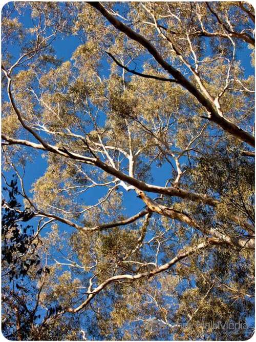 The sky through ghost gums. What a beautiful day.