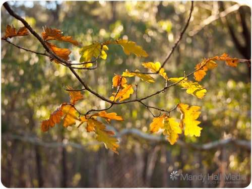 Afternoon light through the oak leaves