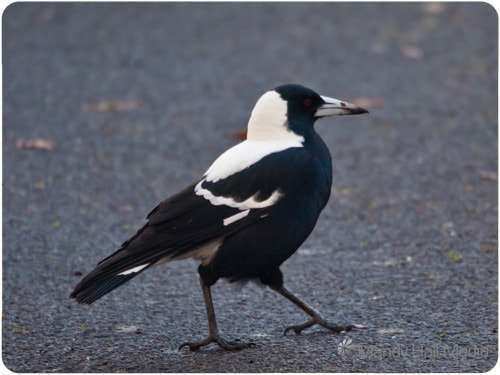 Magpie