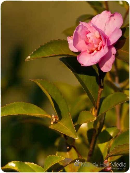 Pink camelia