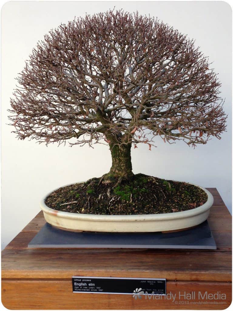 Bonsai are beautiful even in winter
