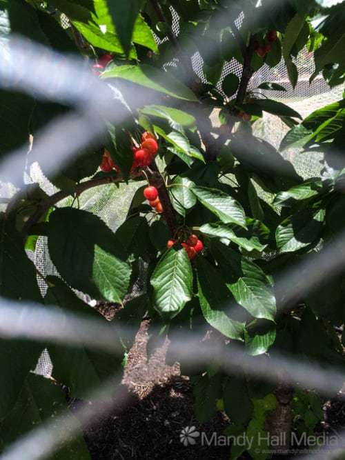 The cherries are nearly ready