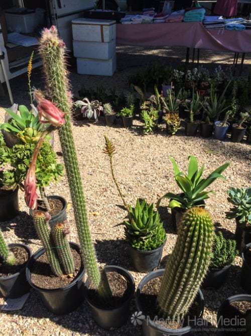 Plants at the market
