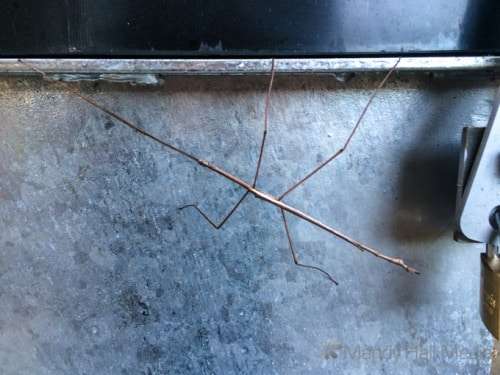 Huge stick insect