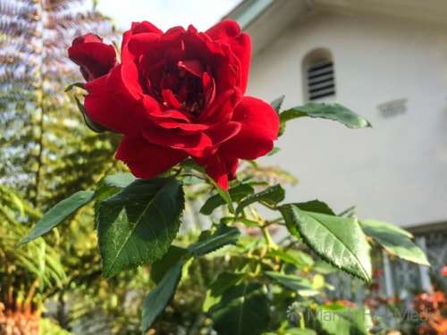 Summer rose