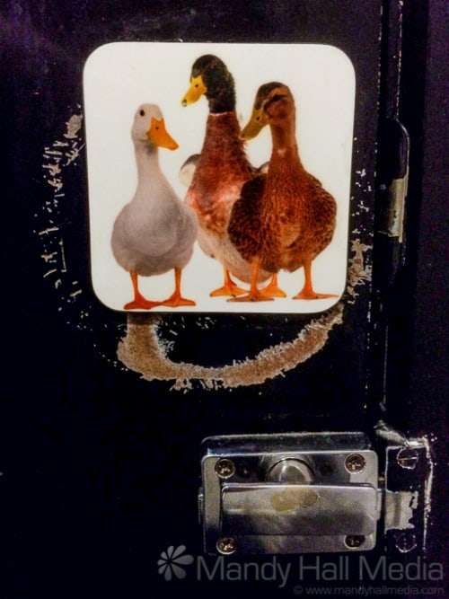 Ducks in the toilet