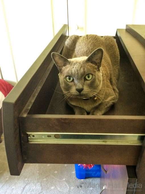 Cat drawer