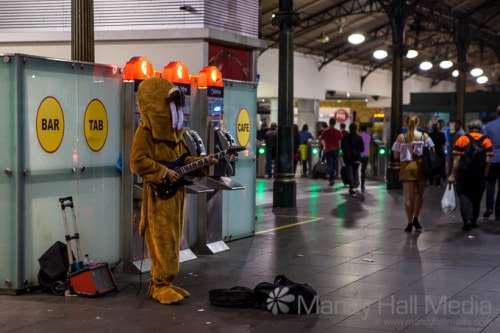 Walrus playing “Sultans of the Swing”
