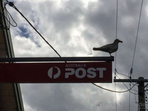 Creepy seagull at the post office