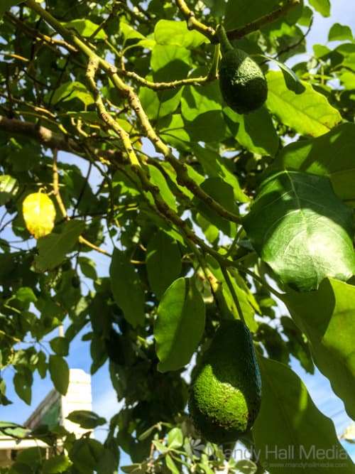 Avocado tree