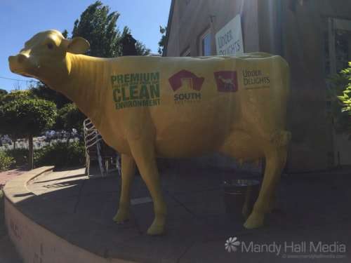 South Australian Cow