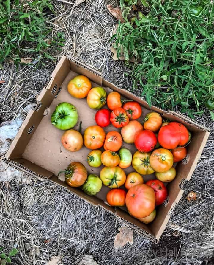 Tomato harvest