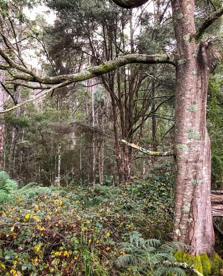 Tasmanian bush