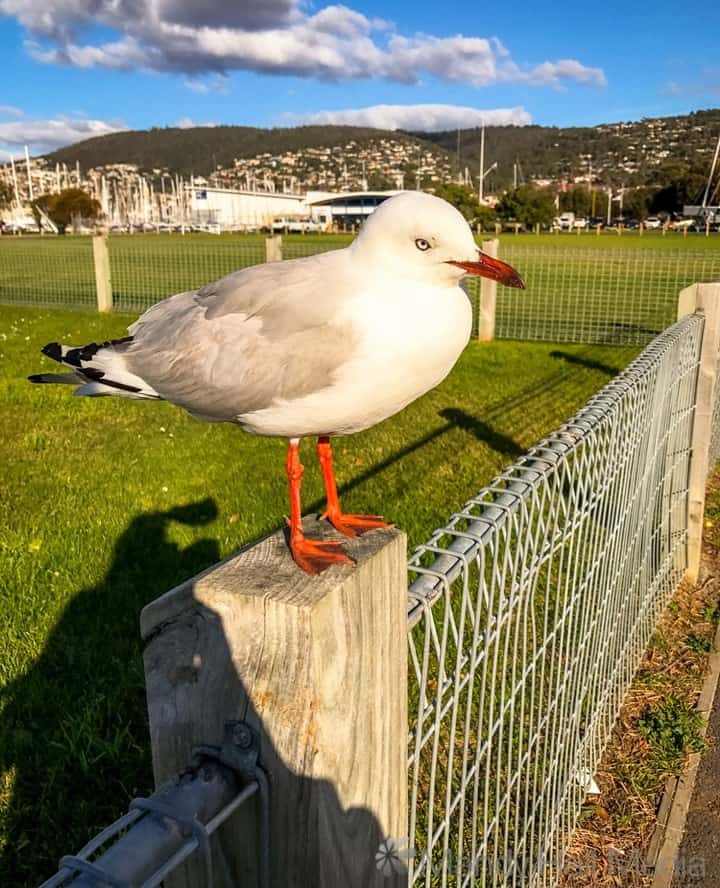 Seagull