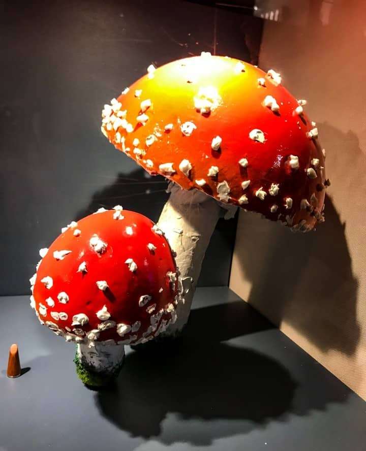 Mushrooms in a shop front in Sydney