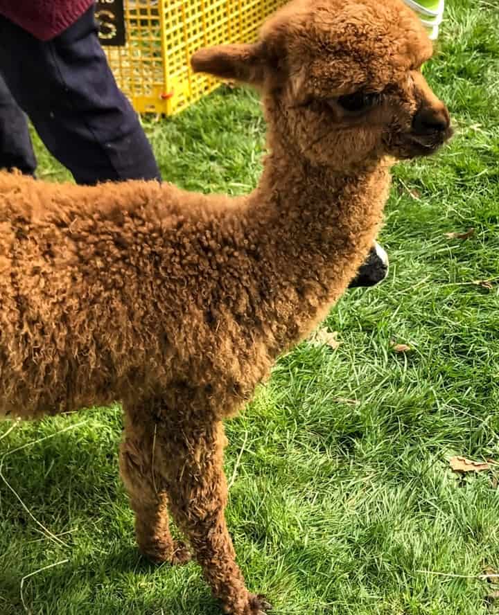 Baby alpaca