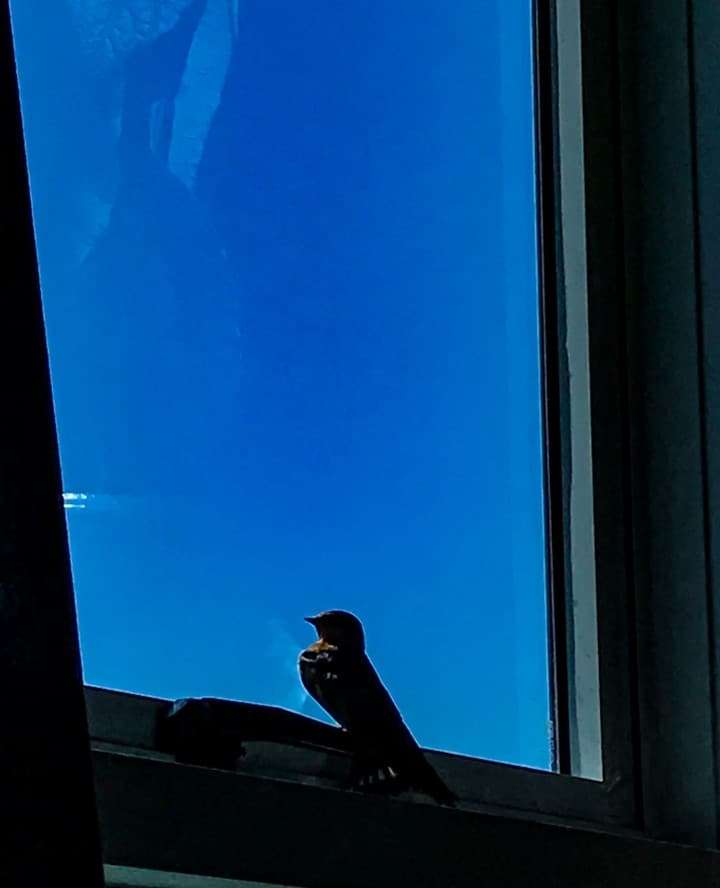 Swallow waiting to go outside