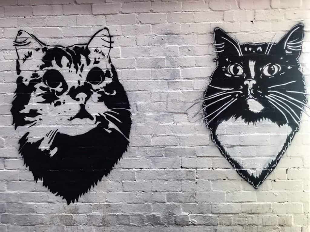 Cats