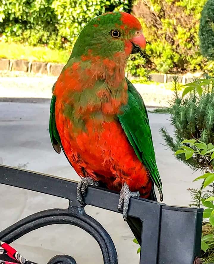 A young King Parrot wondering why I’m not feeding him