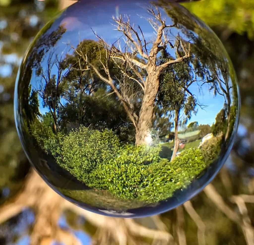 Tree in a lensball
