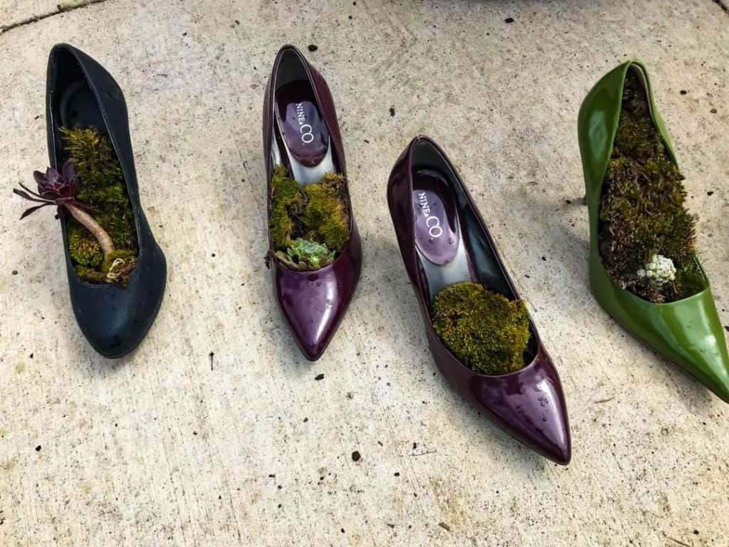 Succulents in shoes at the nursery